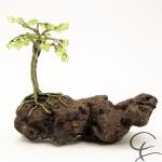 Steinbaum №140